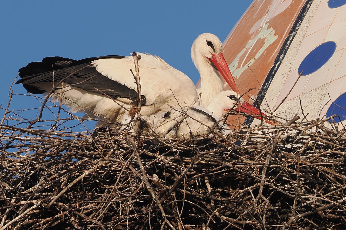 V1000056 kopia1ared1400