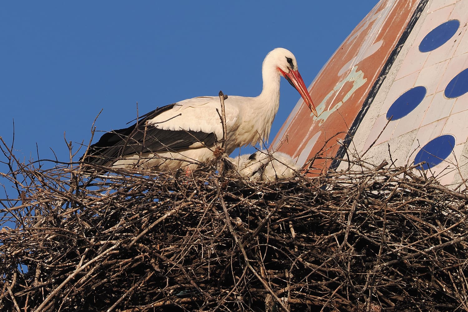 V1000068 kopia1ared1500