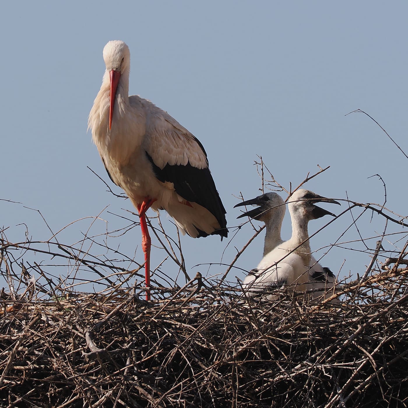 V1000070 kopia1ared1400