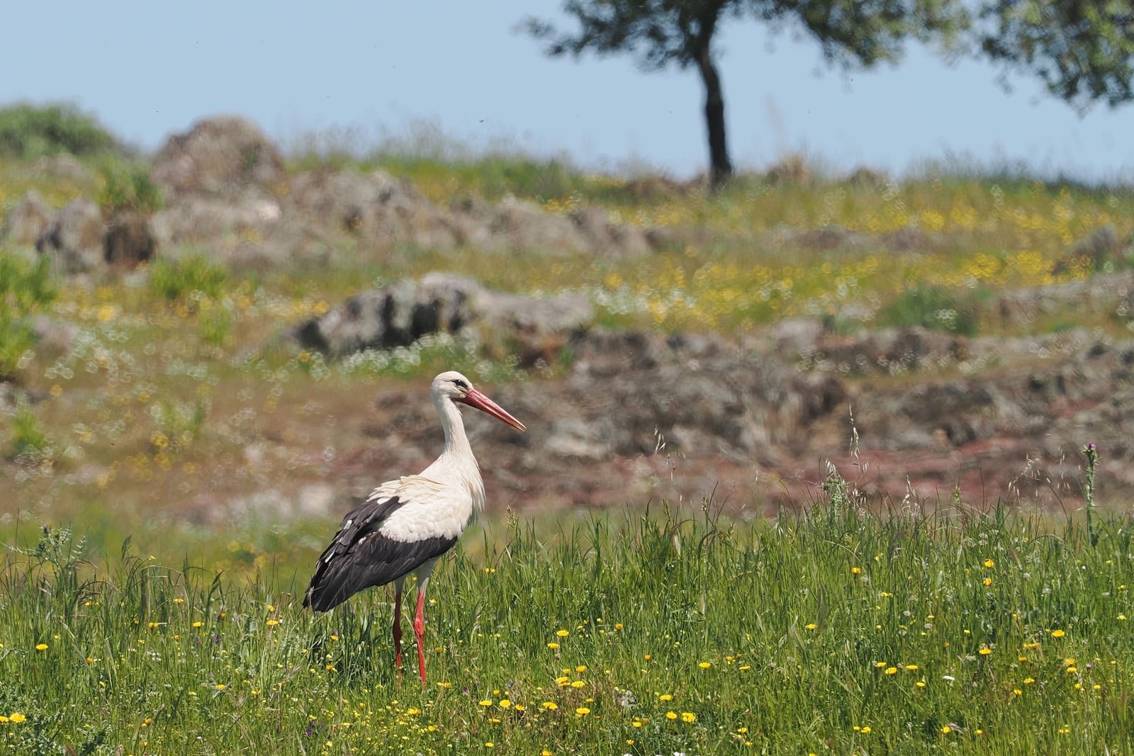 V1001460 kopia1ared1600